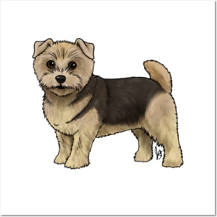 Dog - Norfolk Terrier - Black and Tan Posters and Art